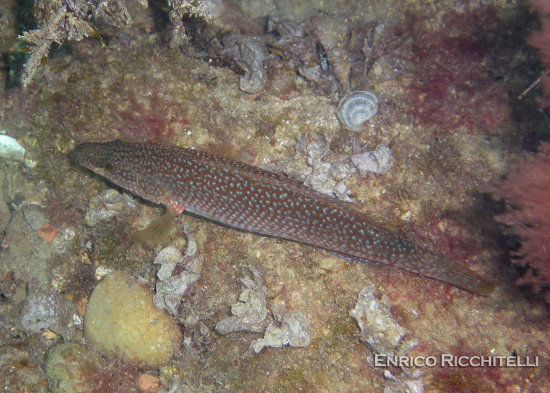 Labrus viridis (Tordo marvizzo)